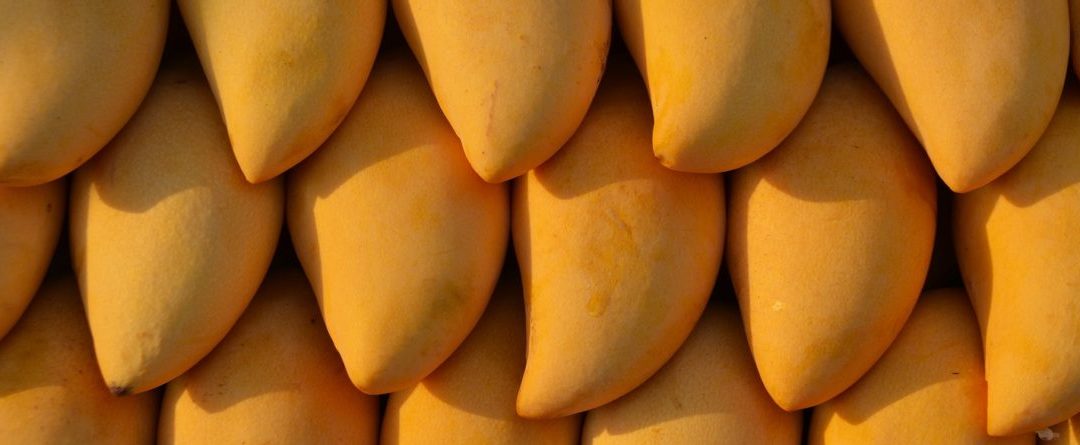 Puré congelado de mango – Mangifera indica